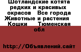 Шотландские котята редких и красивых  окрасов - Все города Животные и растения » Кошки   . Тюменская обл.